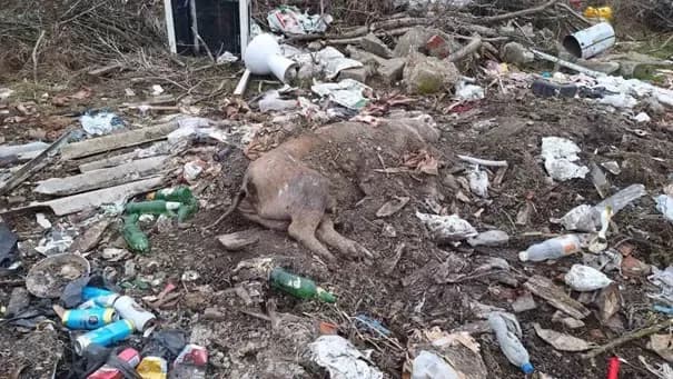 (FOTO) Od problema do primjera: Kako je briga o okolišu postala zajednička odgovornost