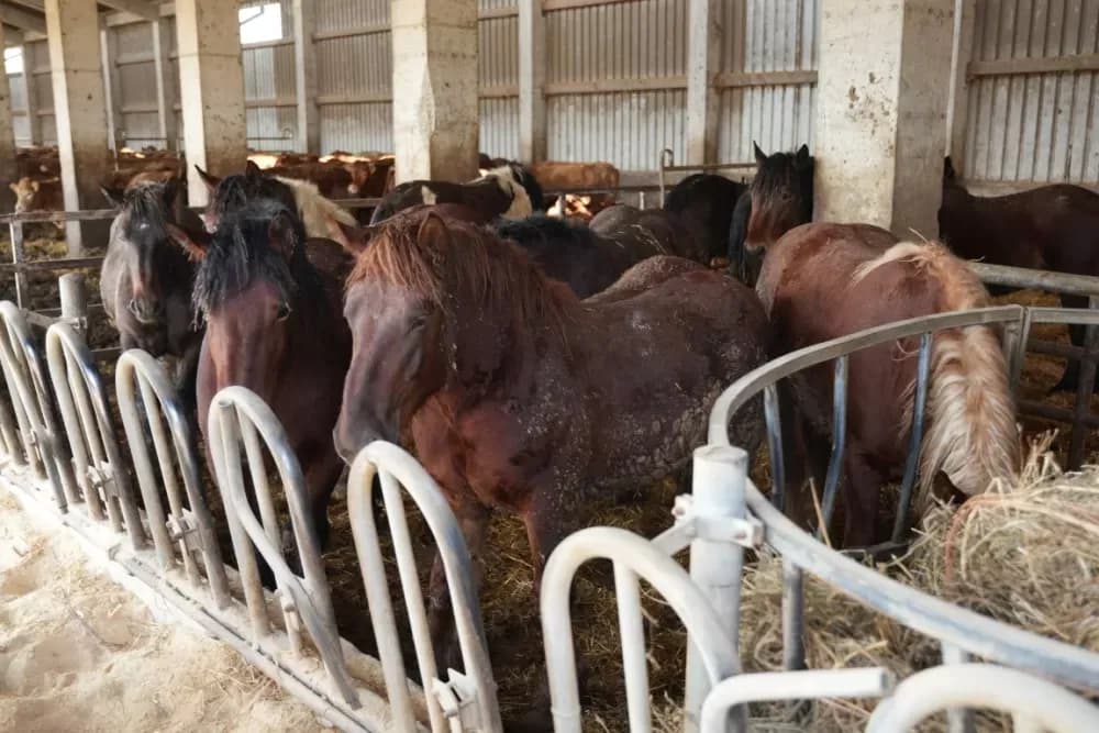 Slavonska priča iz Davora i Lužana koja vraća vjeru u selo: Gelemanovići šire poljoprivrednu proizvodnju i maloprodaju