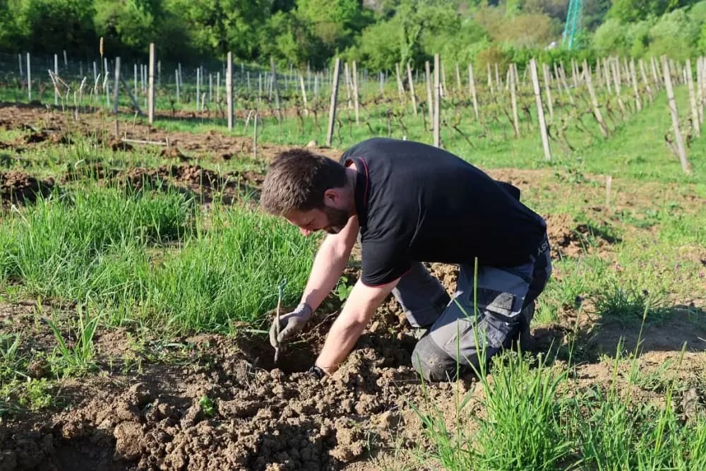 1100 novih trsova u Brodskom Vinogorju – Stanići nastavljaju obiteljsku vinsku priču