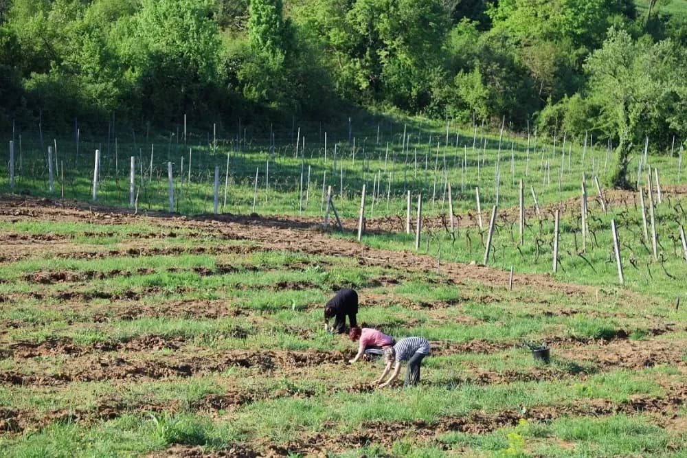 1100 novih trsova u Brodskom Vinogorju – Stanići nastavljaju obiteljsku vinsku priču