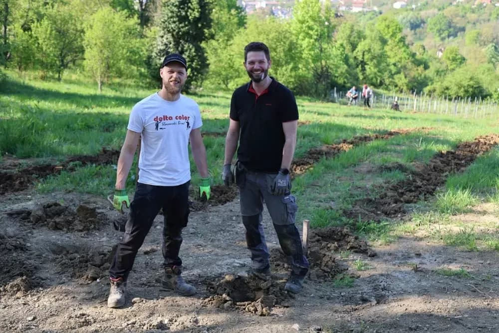 1100 novih trsova u Brodskom Vinogorju – Stanići nastavljaju obiteljsku vinsku priču