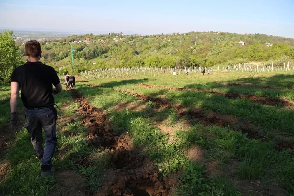 1100 novih trsova u Brodskom Vinogorju – Stanići nastavljaju obiteljsku vinsku priču
