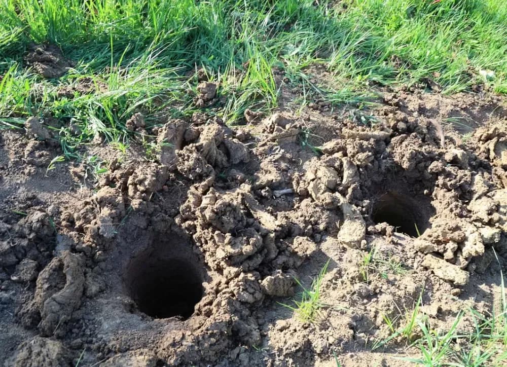 1100 novih trsova u Brodskom Vinogorju – Stanići nastavljaju obiteljsku vinsku priču