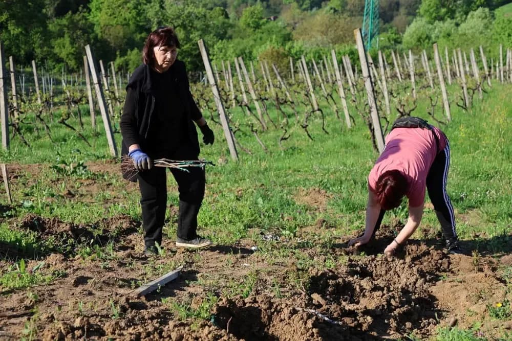1100 novih trsova u Brodskom Vinogorju – Stanići nastavljaju obiteljsku vinsku priču