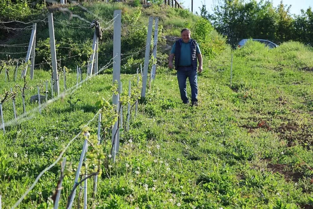 1100 novih trsova u Brodskom Vinogorju – Stanići nastavljaju obiteljsku vinsku priču