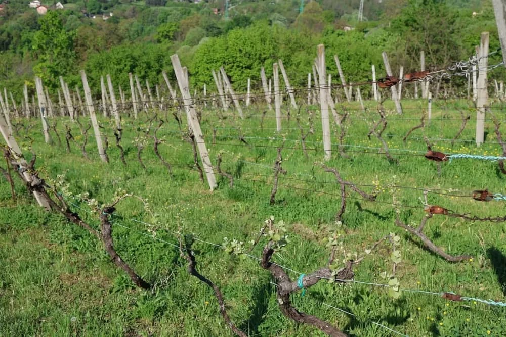 1100 novih trsova u Brodskom Vinogorju – Stanići nastavljaju obiteljsku vinsku priču