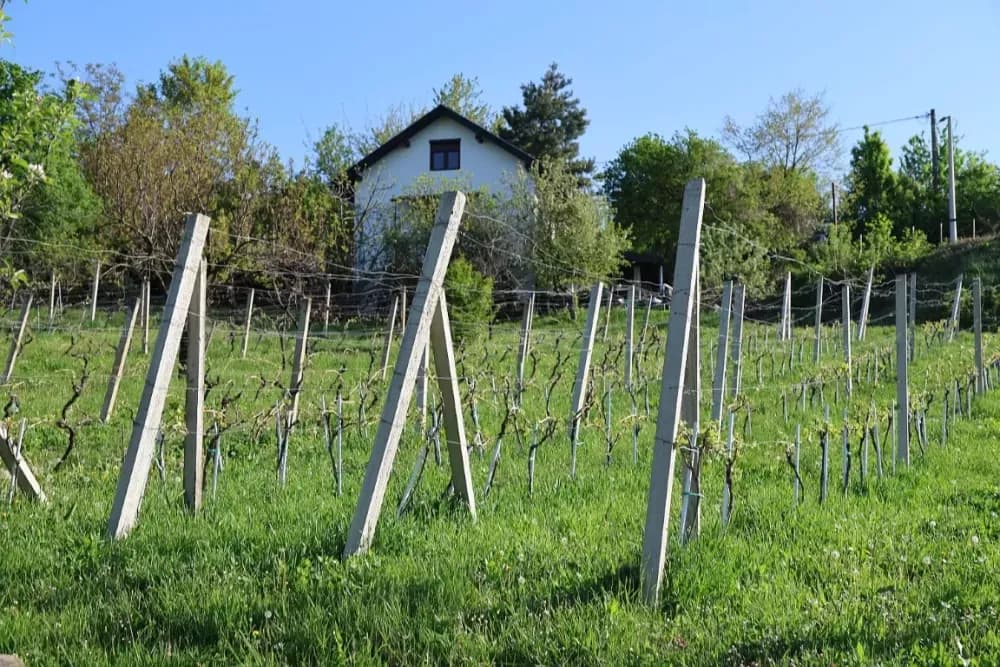 1100 novih trsova u Brodskom Vinogorju – Stanići nastavljaju obiteljsku vinsku priču