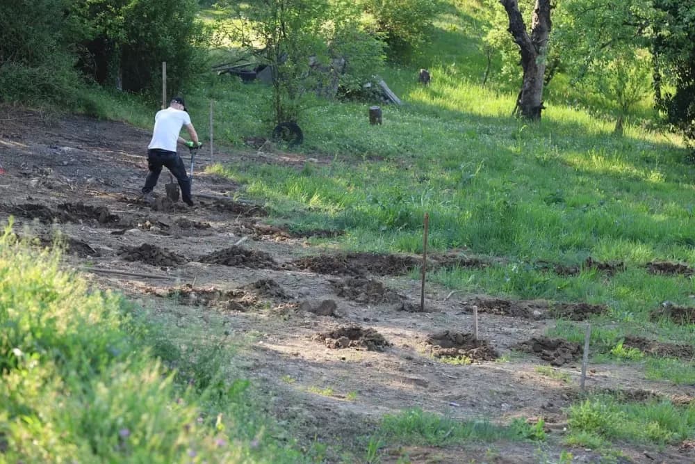 1100 novih trsova u Brodskom Vinogorju – Stanići nastavljaju obiteljsku vinsku priču