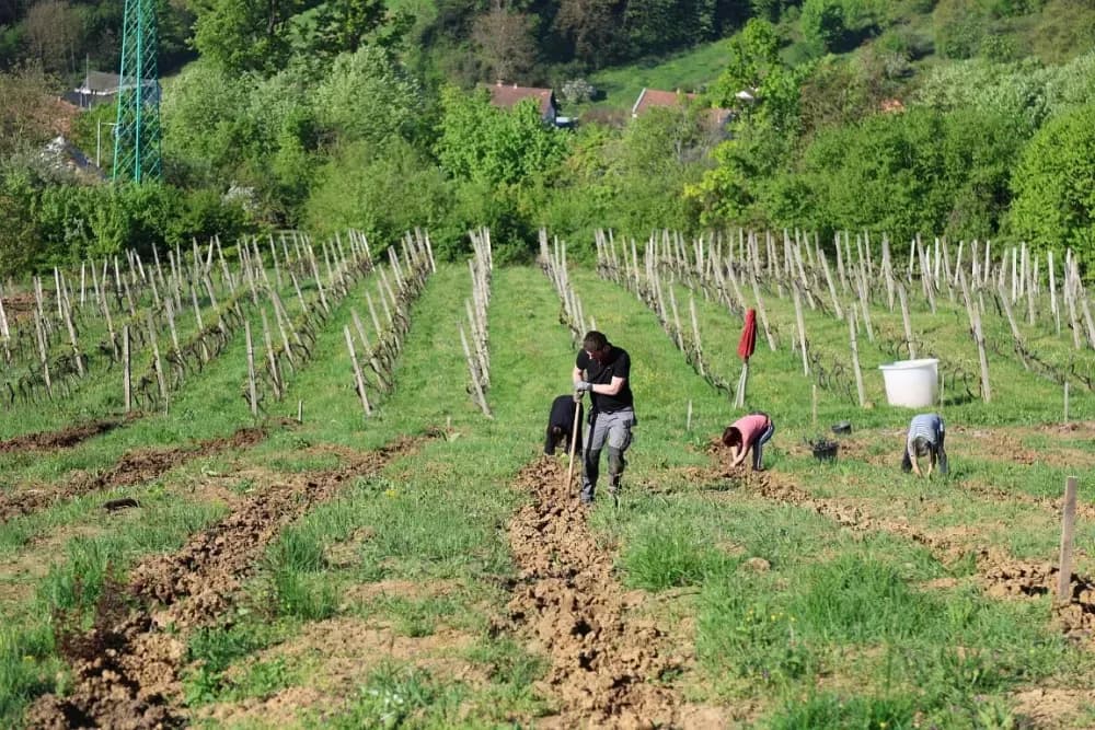 1100 novih trsova u Brodskom Vinogorju – Stanići nastavljaju obiteljsku vinsku priču