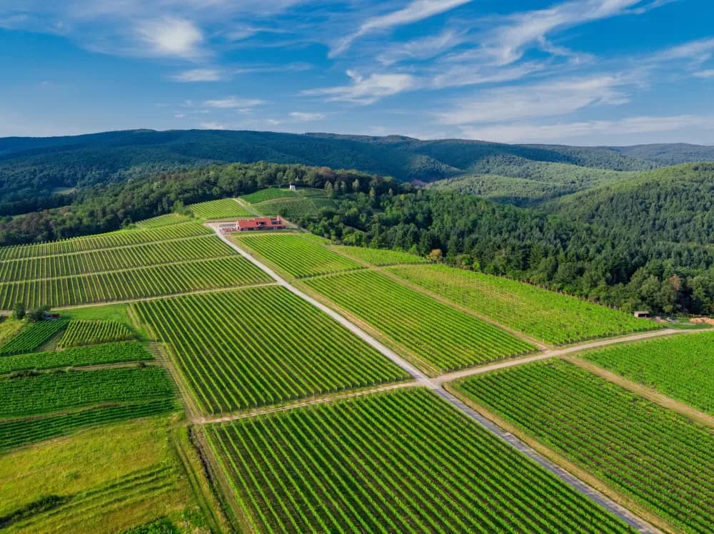 Vinarija Kutjevo – spoj tradicije i suvremenih tehnologija u vinogradarstvu